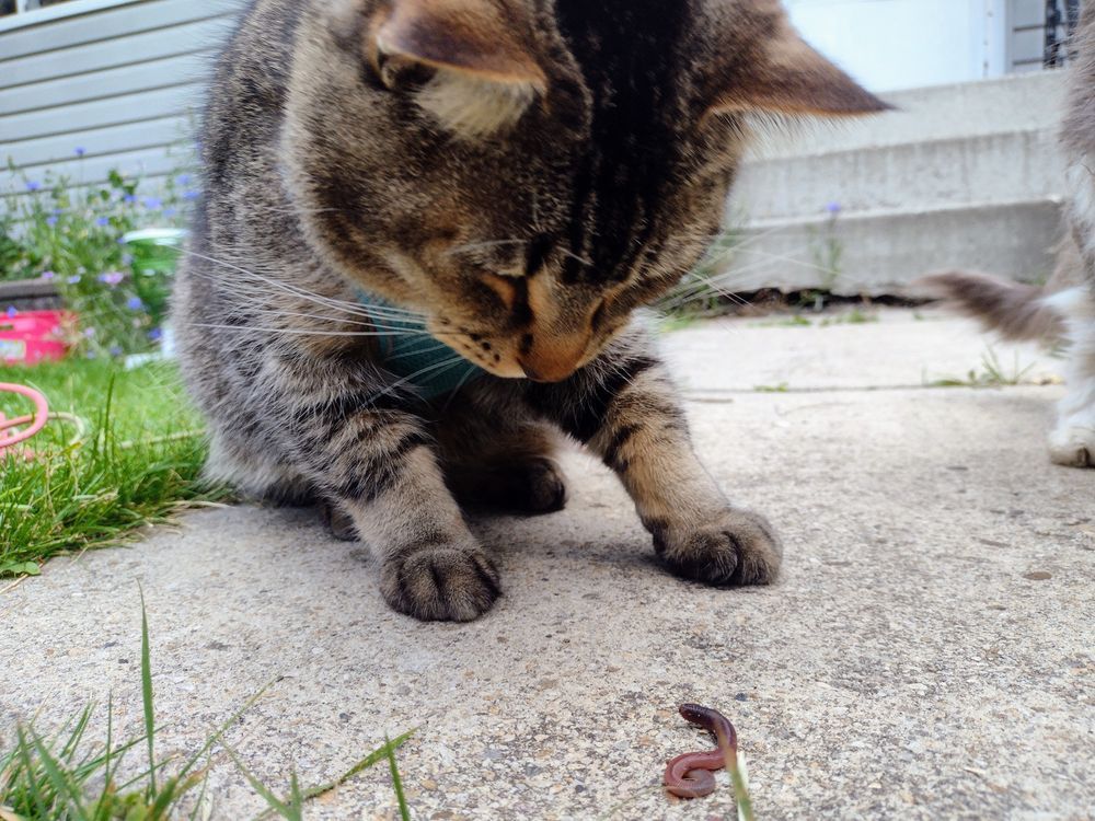Figgy sits and looks down towards an earthworm on the sidewalk with a curious expression. 