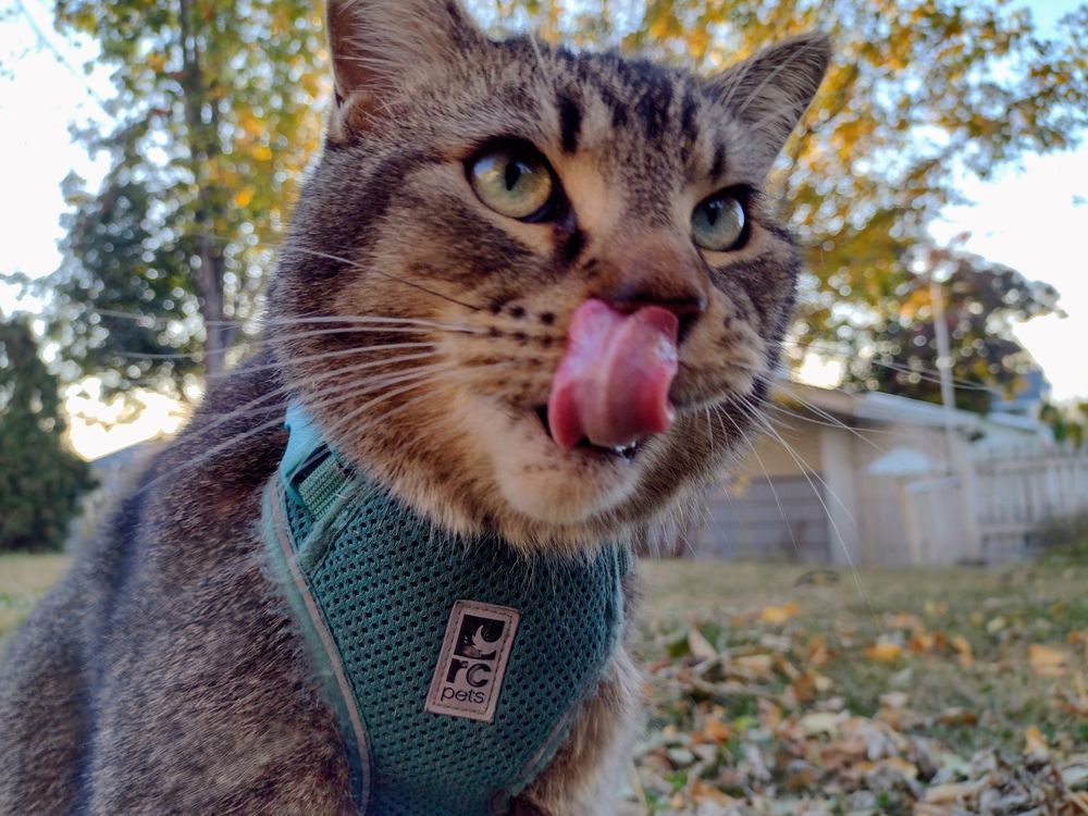 Figgy licks his lips, with his tongue reaching his nose as he does so. He is looking upwards. 