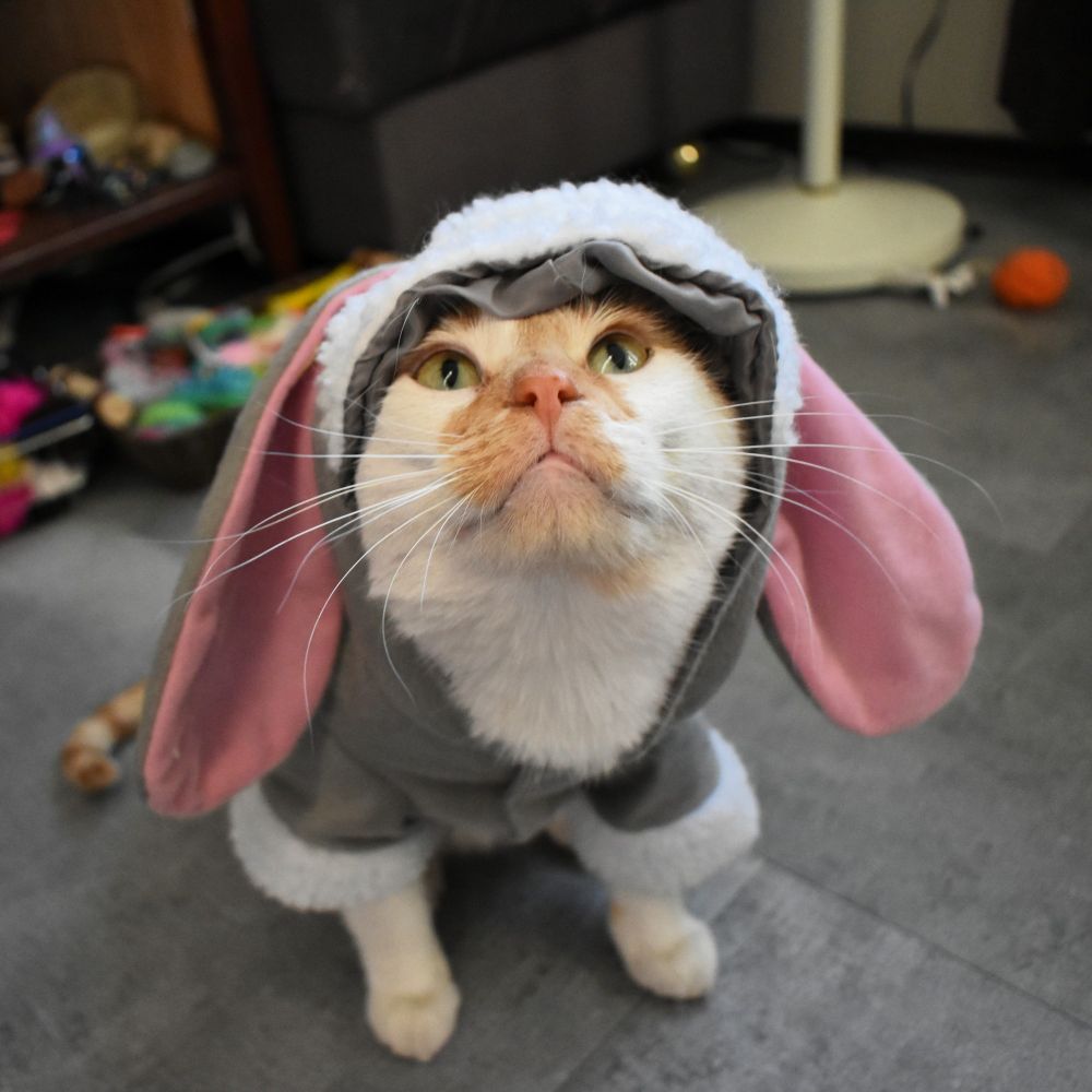 Cheddar sits and looks up at the camera while wearing a grey bunny suit with long pink floppy ears. 