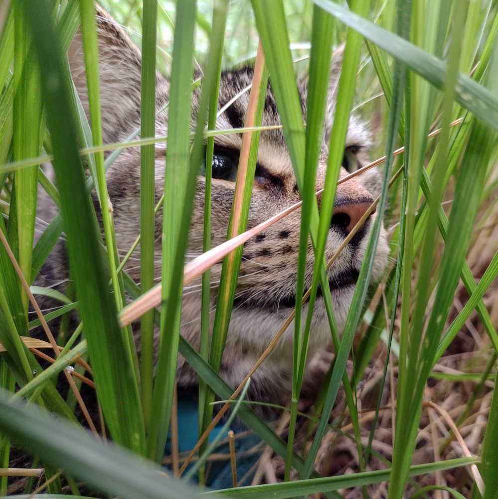 Figgy peeks through tall blades of grass. 