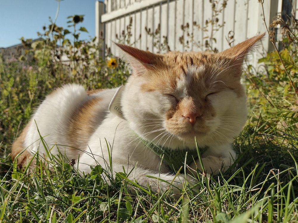Cheddar lies in the grass, with his front paws folded in front of him. His eyes are closed as he enjoys the warmth of the sun. 