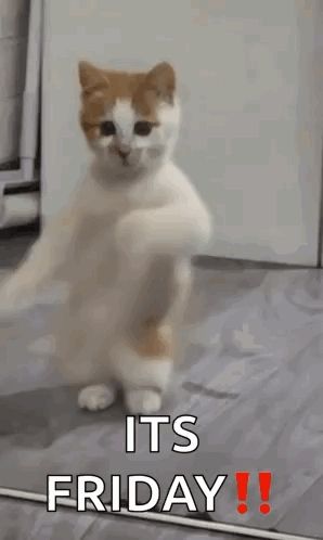 a cat is standing on its hind legs and says it 's friday !!!