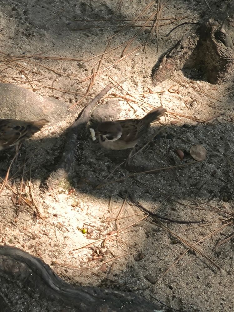 パンらしきものを喜んで食べるスズメ