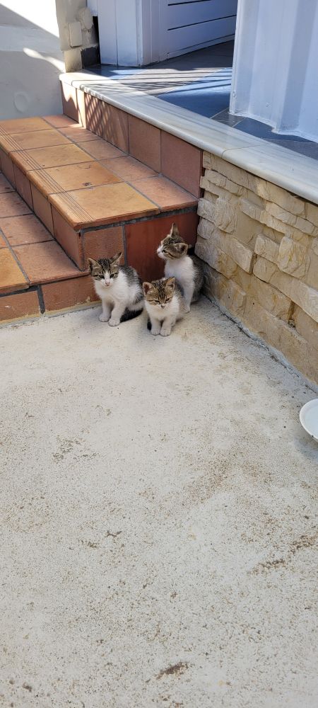 tre kattungar som sitter foten av en trappa