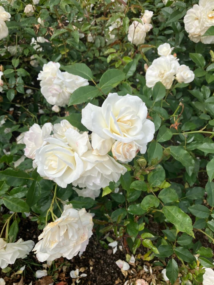 Close up of white roses in full bloom 