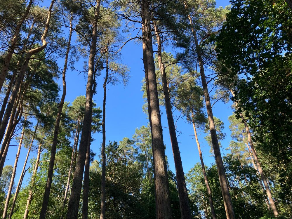 Pine trees with blue sky