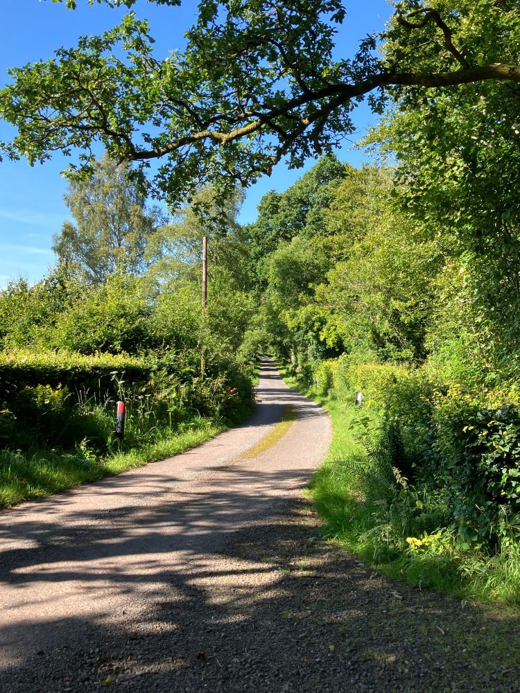 Country road with green hedges and blue sky 