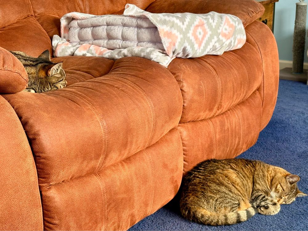 Standard issue cats napping 