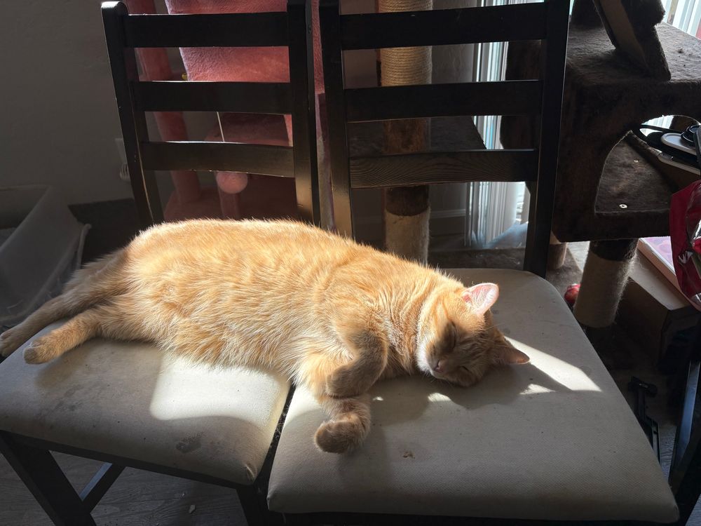 A large orange cat in a sunbeam