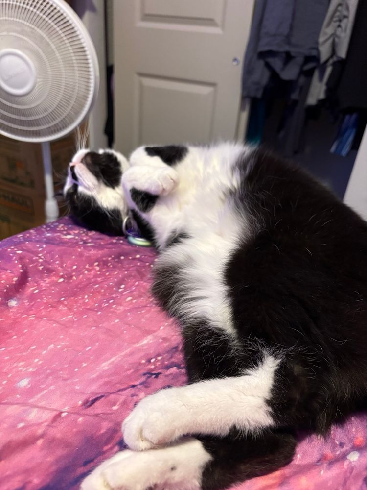 Three pictures of a black and white cat on his back with his feet tucked to his chest