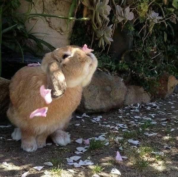 a brown bunny is looking up outside with petals falling and one on its nose 
