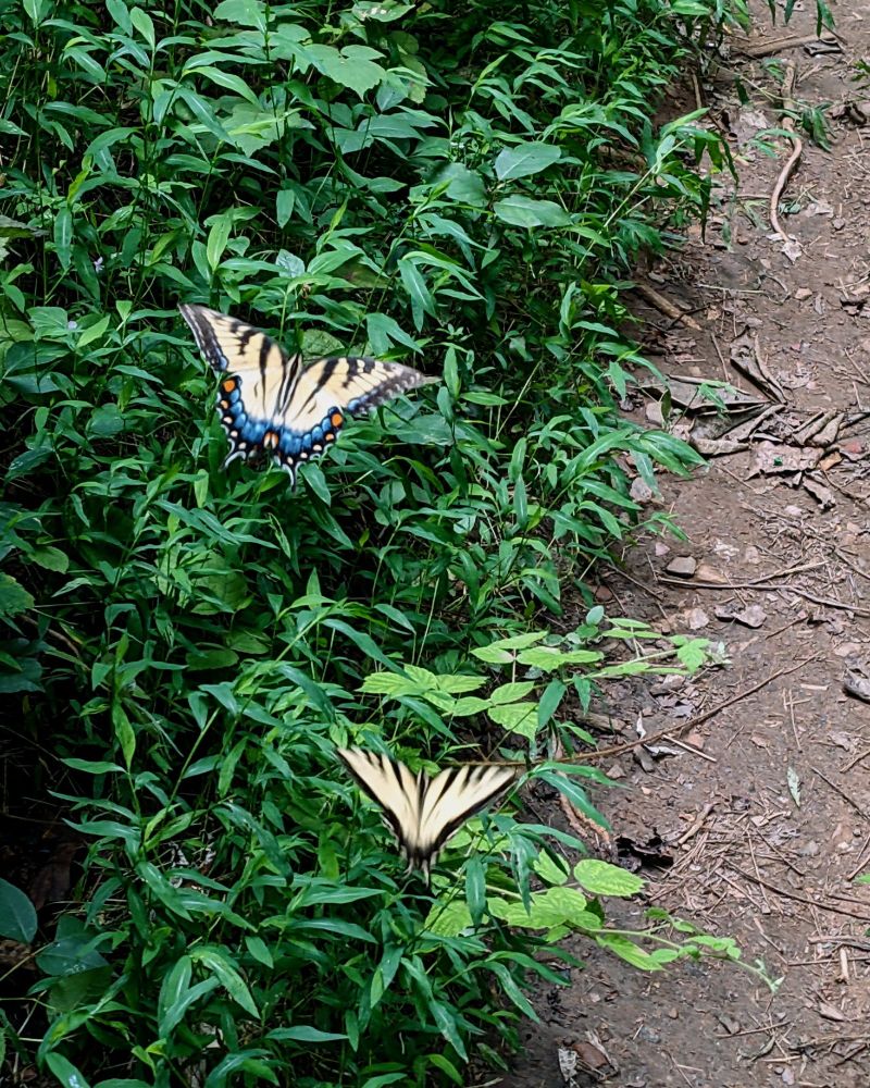 Two tiger swallowtails dancing in front of greenery