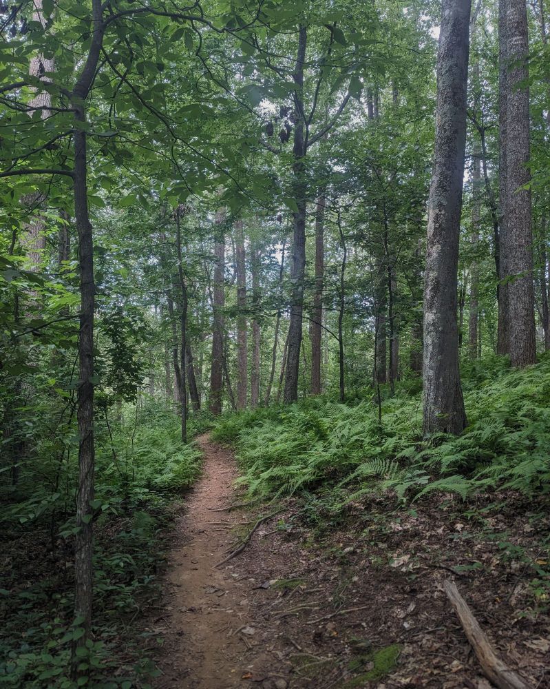 A dirt trail leads through ferny woods 