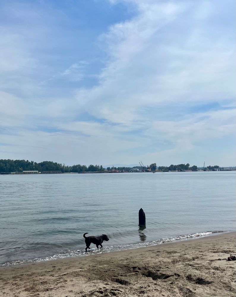 Chocolate lab playing in the wake on the shore of the Columbia River 