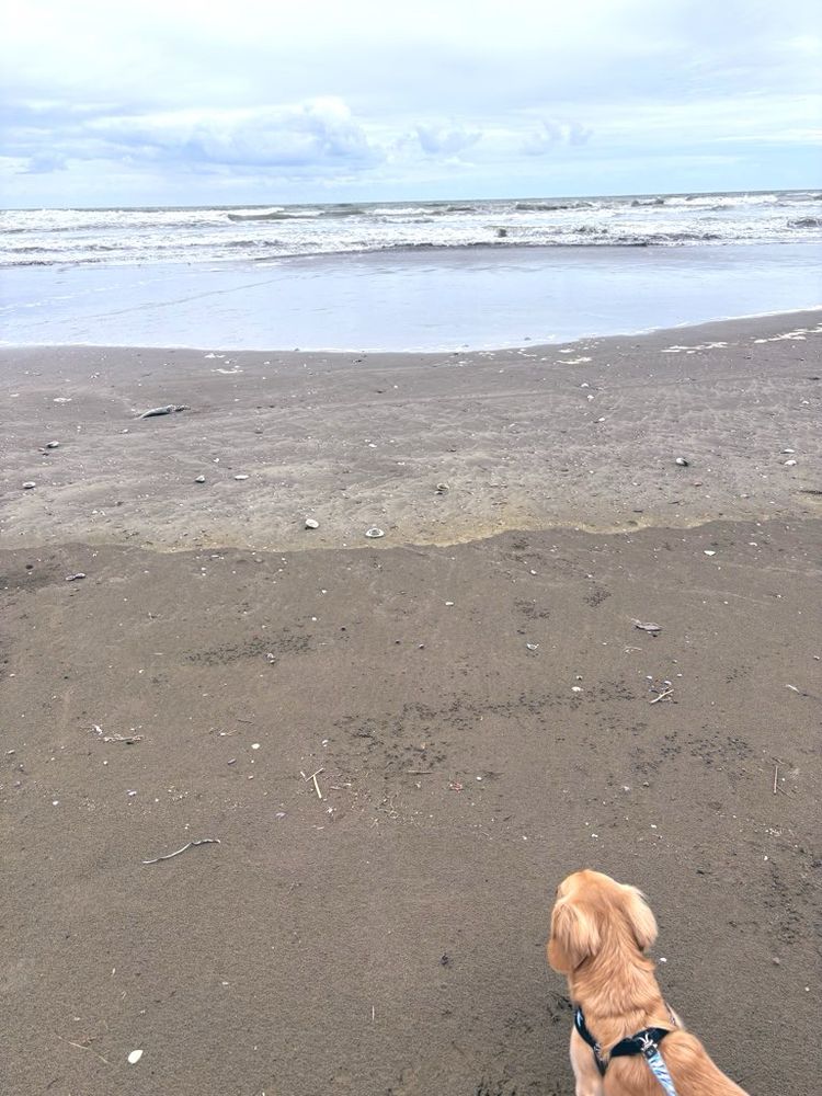 空と海と砂浜と右下に犬
