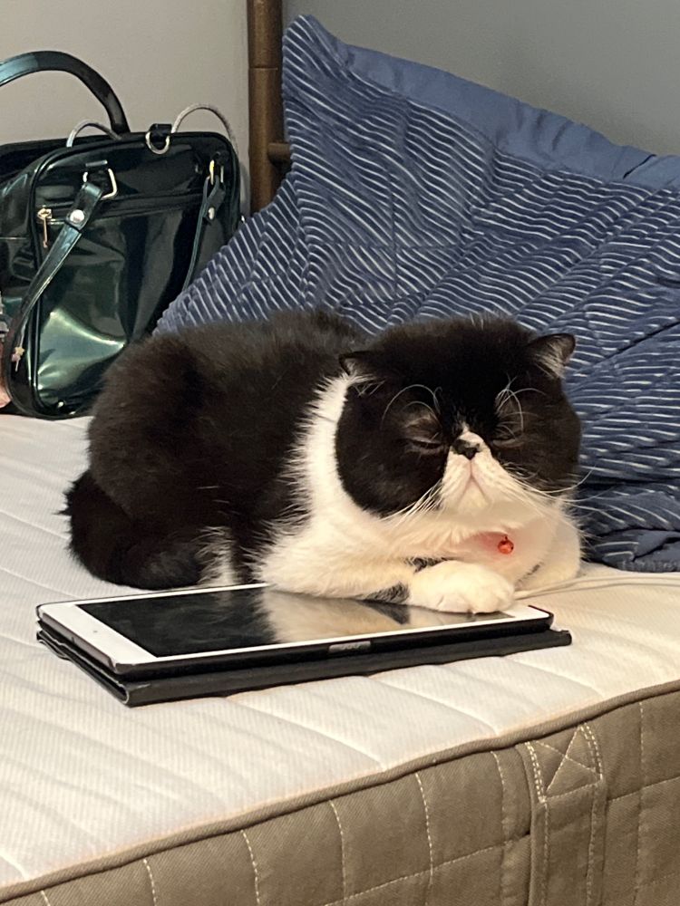 A flat-face persian cat laying on top of a tablet, with its eyes closed.