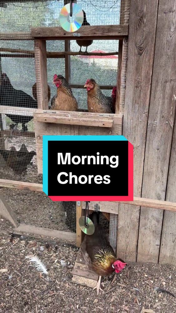 Join me for morning chores on the farm. #morningchores #farmlife #chickens #goats #goatsoftiktok 