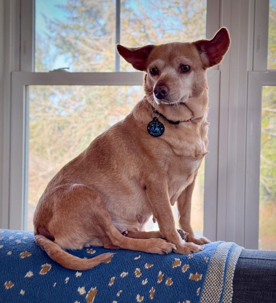 Lola is a tan Chihuahua with gold eyes and long ears sticking out horizontally. She is sitting on the back of our couch looking regal.