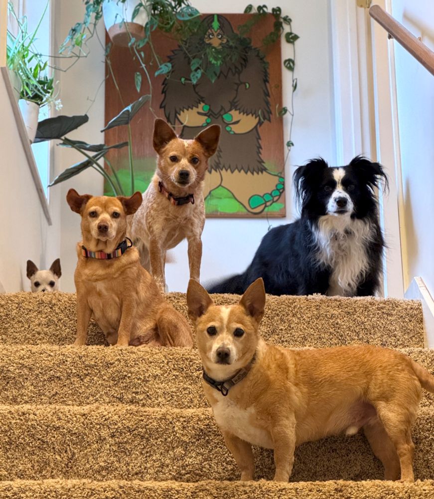 Five dogs at the top of my stairs, all looking at the camera - a rare moment of coordination from Team Chaos.
