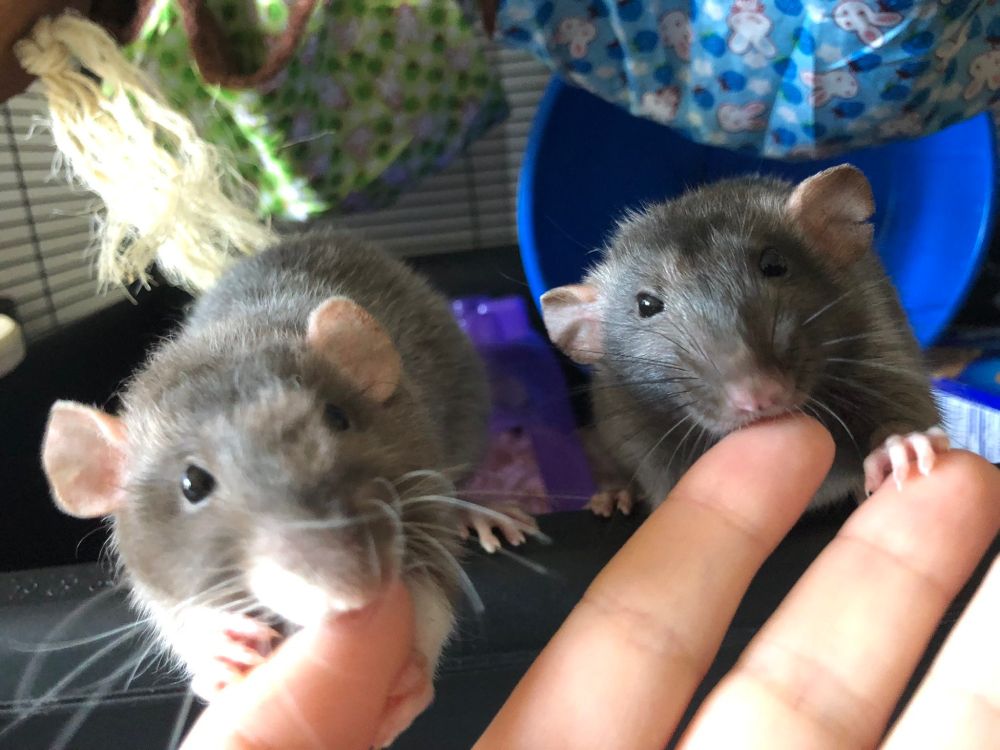 Photo of my two pet rats, Peach and Kiwi, giving my finger kisses.