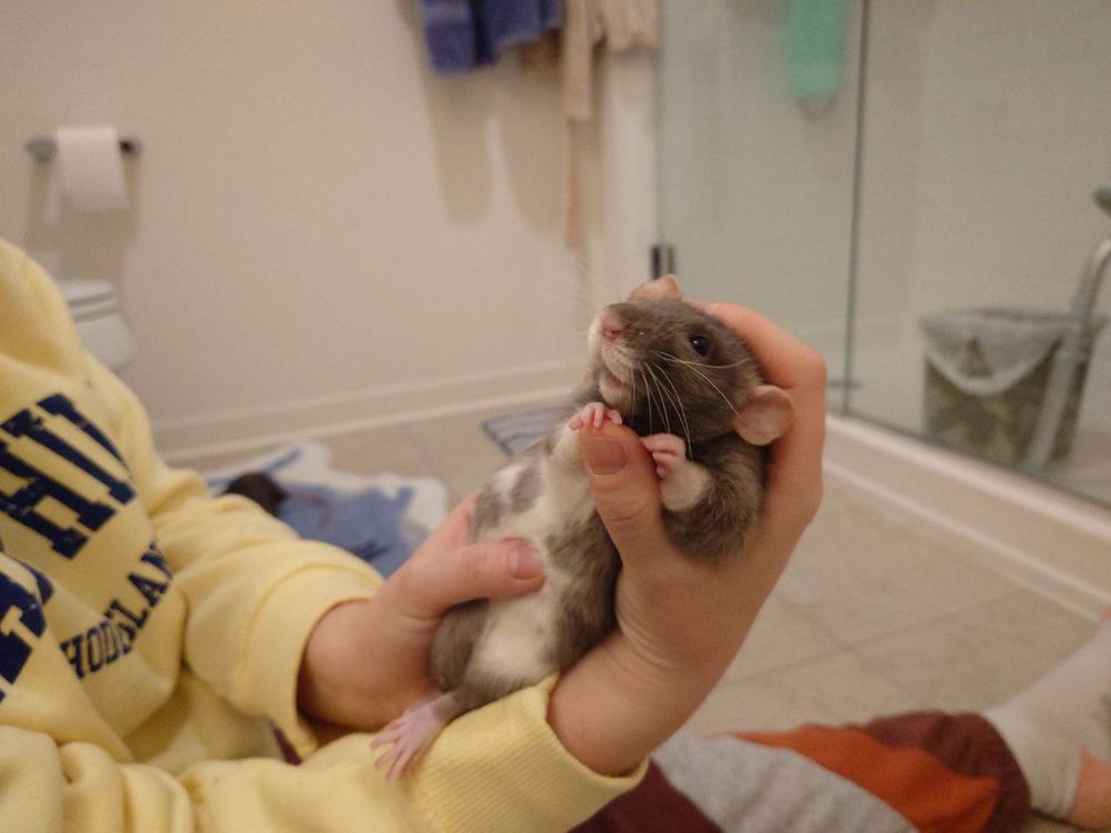Another picture of me holding my pet rat, Peach, while she looks on lovingly.