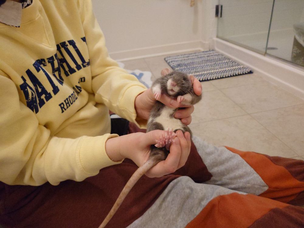 Picture of me holding Peach, my pet rat, that shows off her cute belly.