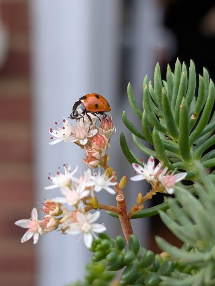 Photo of an orange ladybug on a flowering sedum succulent.