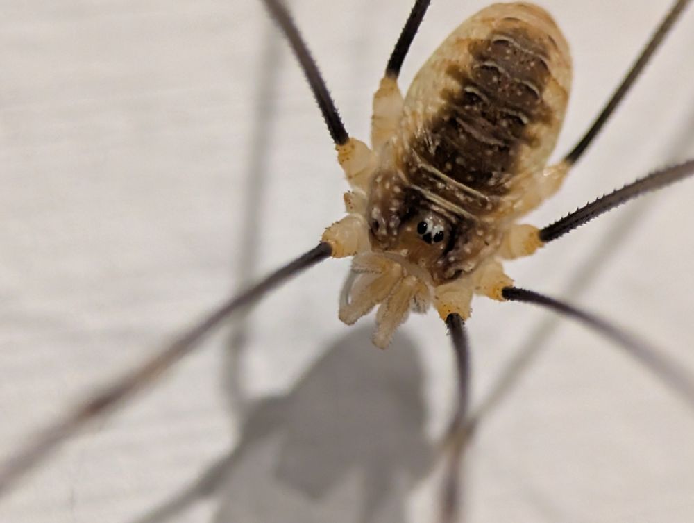 Close up of a harvestman on a white wall.