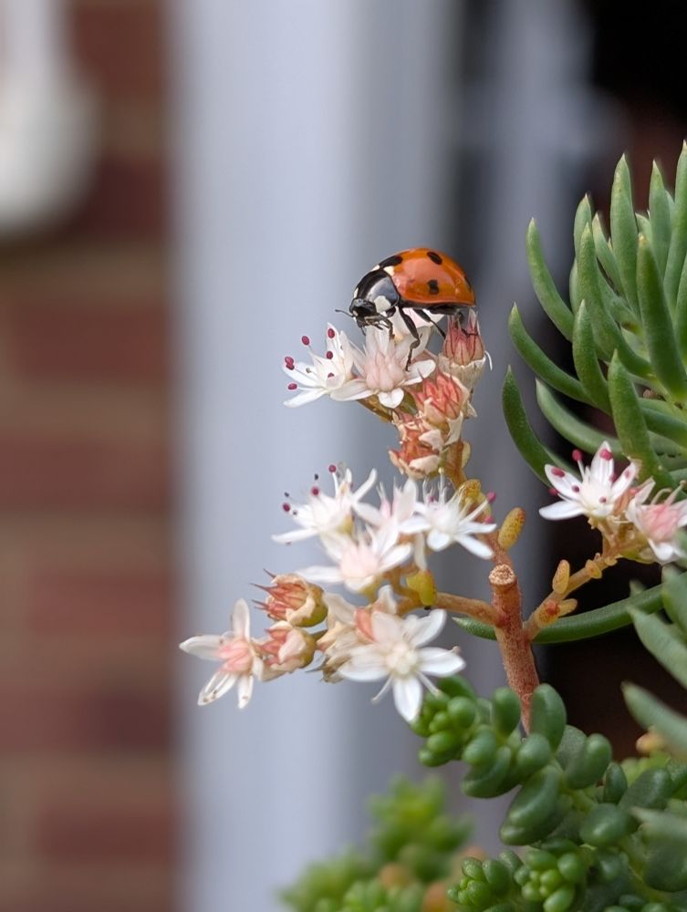 Photo of an orange ladybug on a flowering sedum succulent.