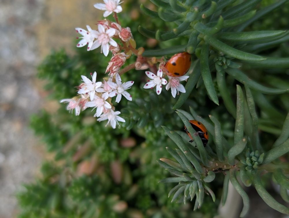 Photo of an orange ladybugs on a flowering sedum succulent.