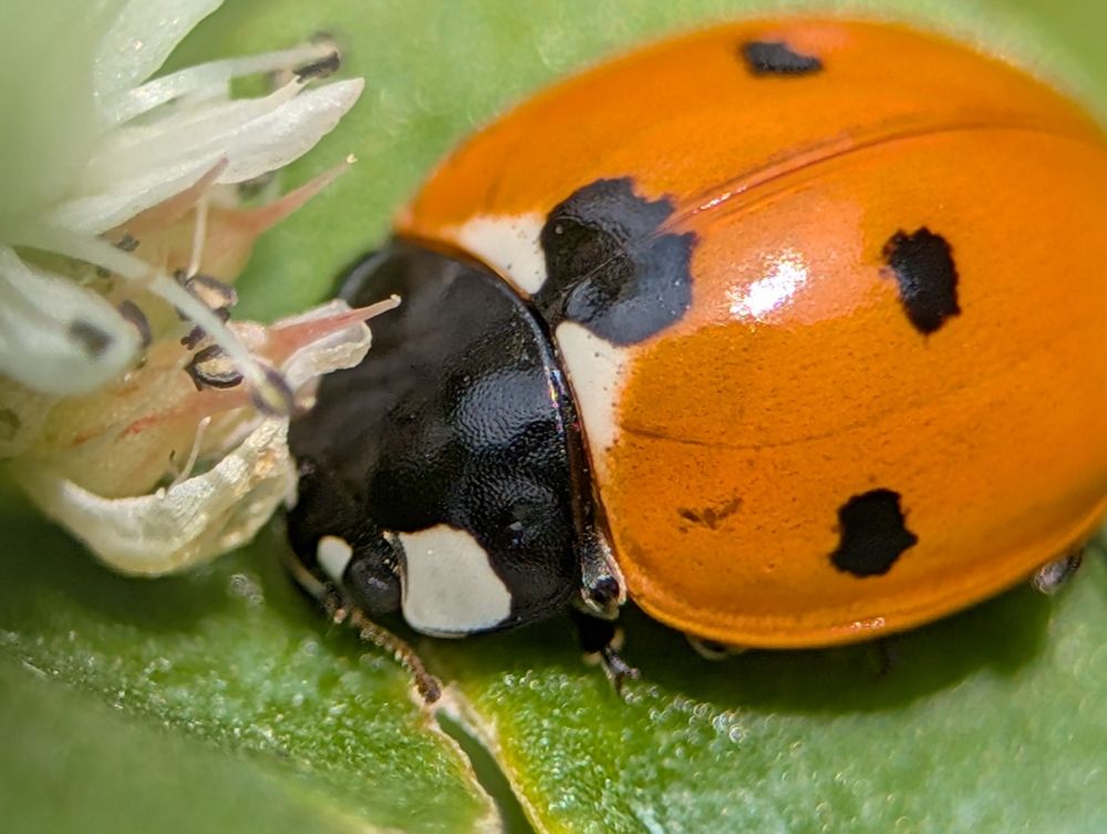 Orange Ladybug on a succulent with its flower on the bug's face.