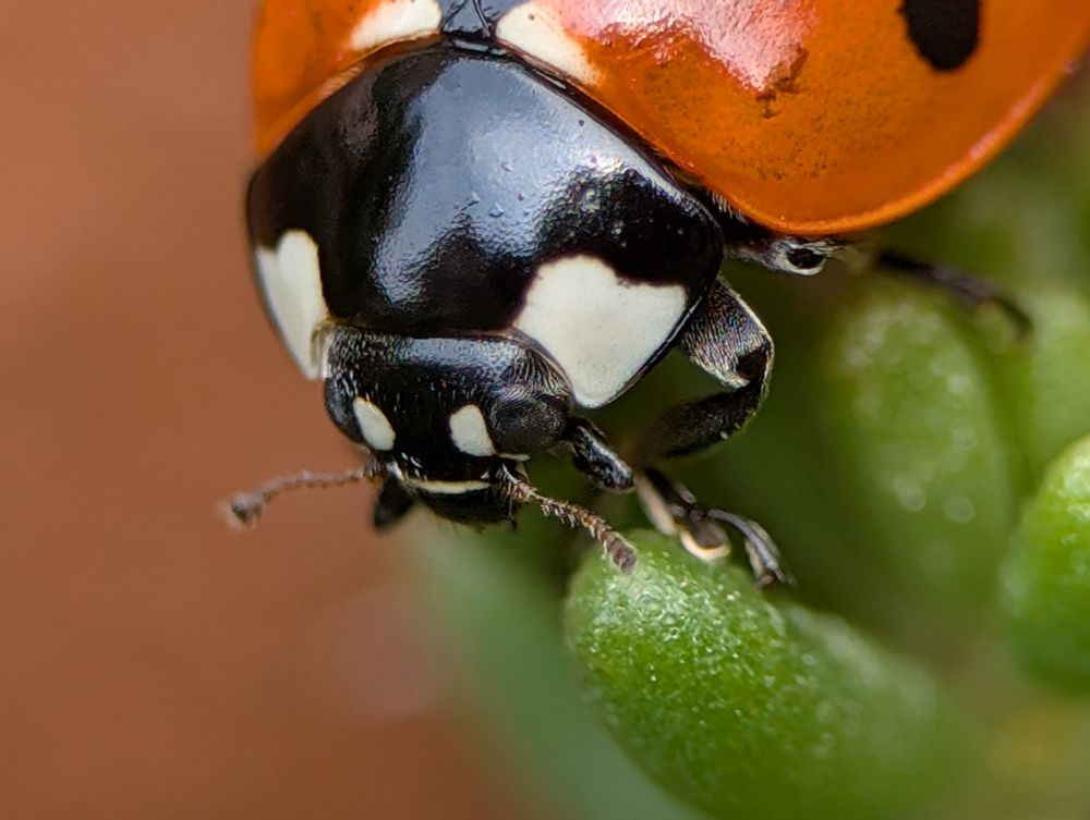 Orange ladybug with darker tint on sedums.