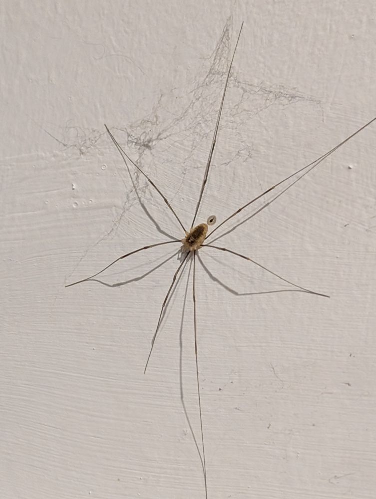 Harvestman on a white wall with a bit of web.