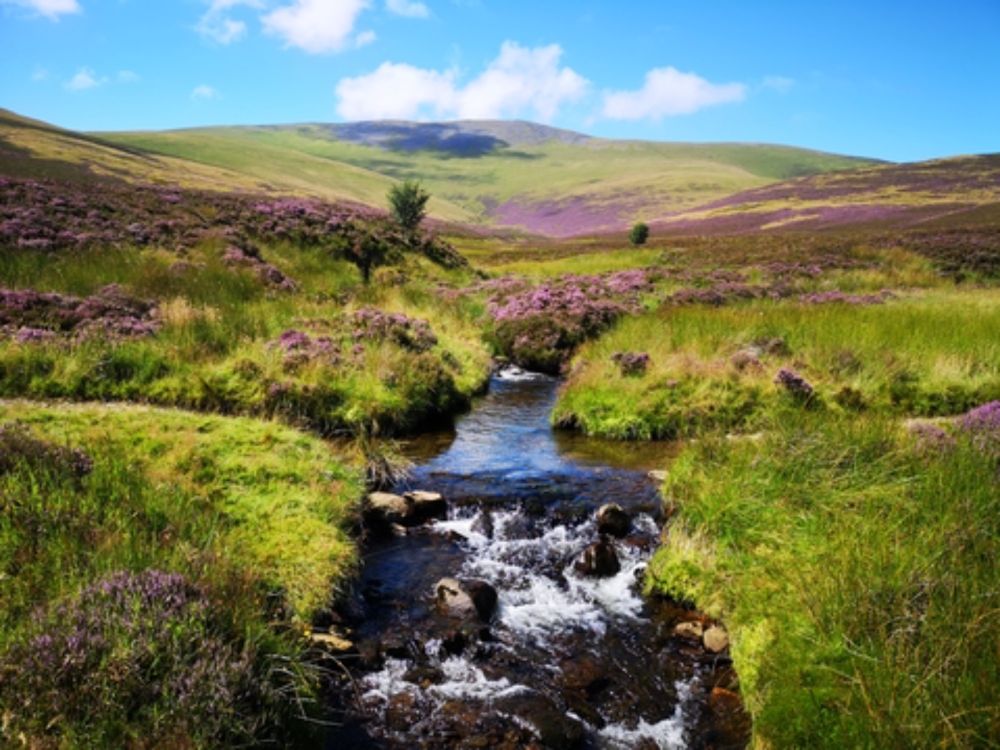 Help secure Skiddaw Forest - an extraordinary opportunity for nature | Cumbria Wildlife Trust