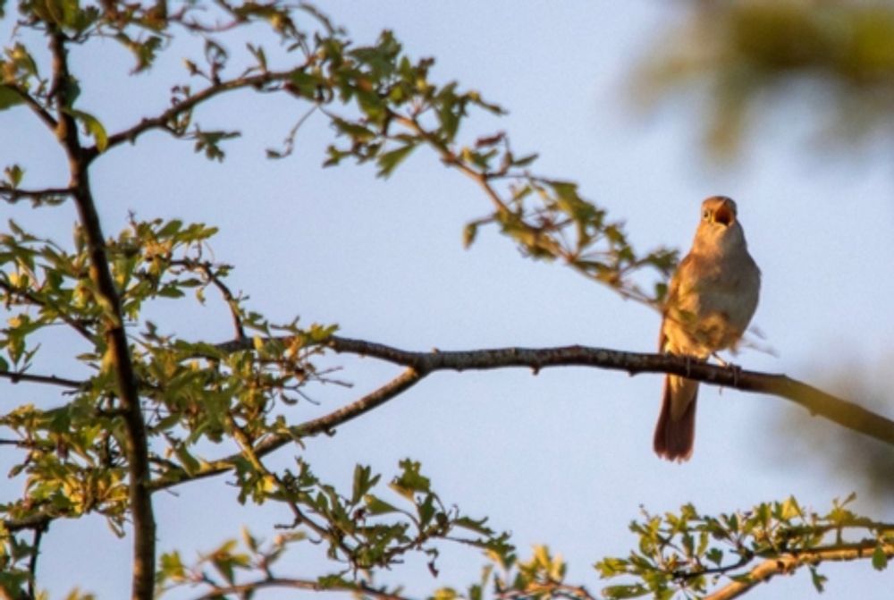 Strawberry Hill Appeal | Wildlife Trust for Beds Cambs & Northants