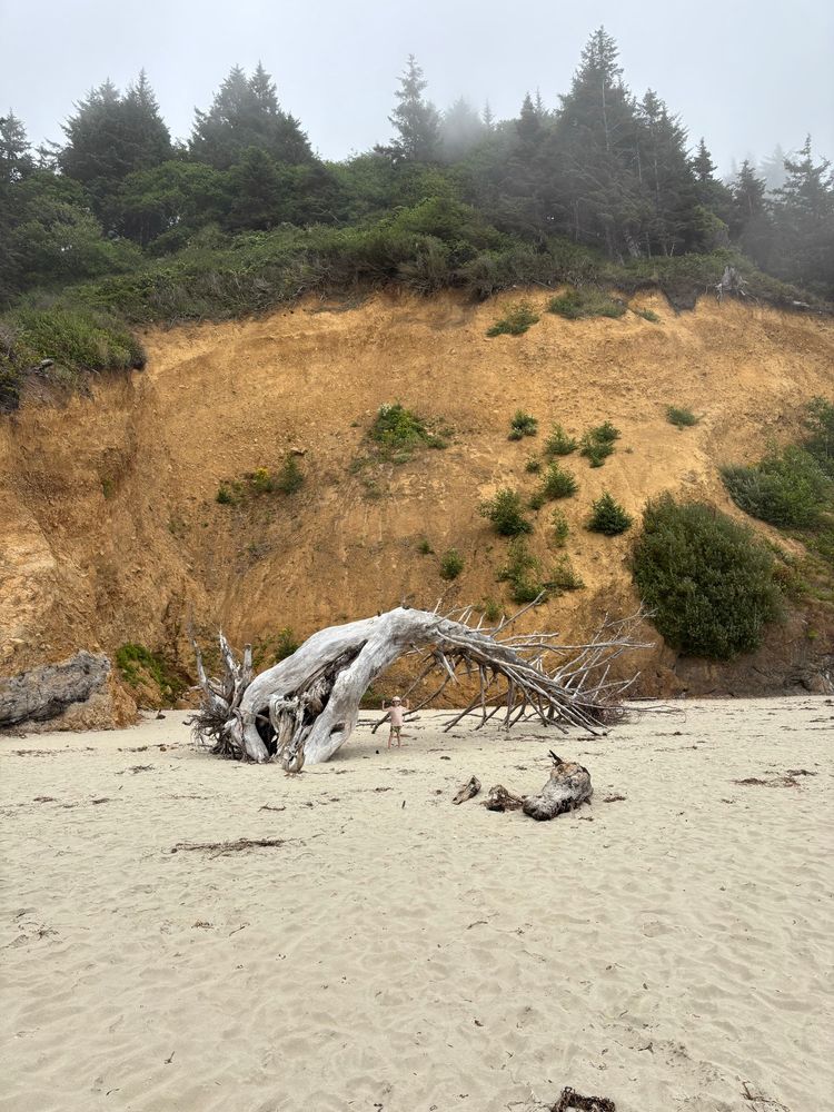 The Strong Boy is the internet nickname for my kid. He’s seen here under a massive old tree that looks a bit like a whale skeleton, at least that’s the scale. It’s on its side with a tangle of old silver branches holding it up. Massive ochre cliff dotted with greens in the background