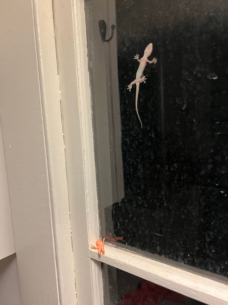 Dirty kitchen window with underside of an anole visible through it and the baby from last winter’s king cake prostate on the sill. 