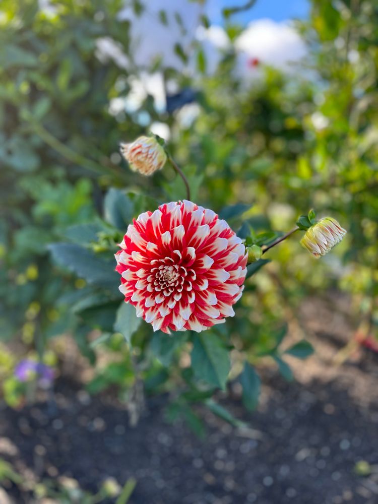 Red and white dahlia against a green background of leaves