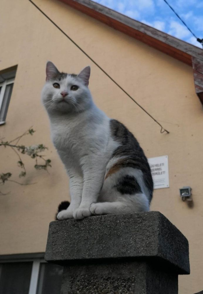 same white cat with tabby spots sitting atop a concrete fence pillar. very majestic