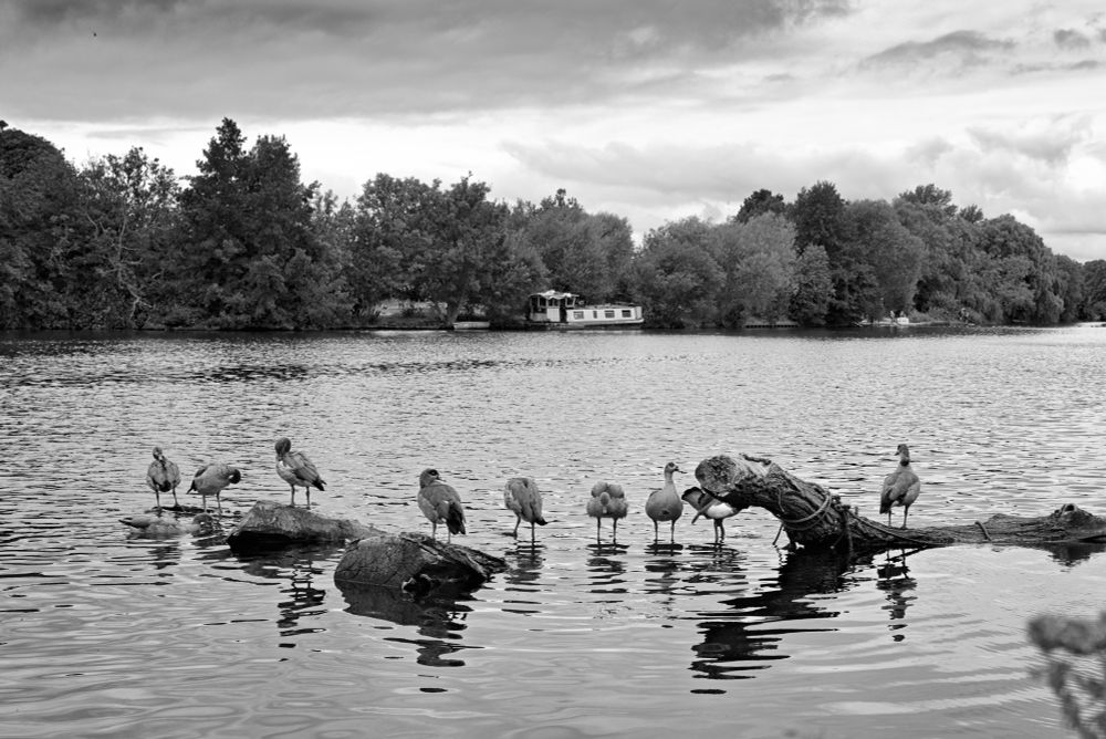 A black and white photo of a row of ducks standing in the middle of the river on top of a fallen tree trunk