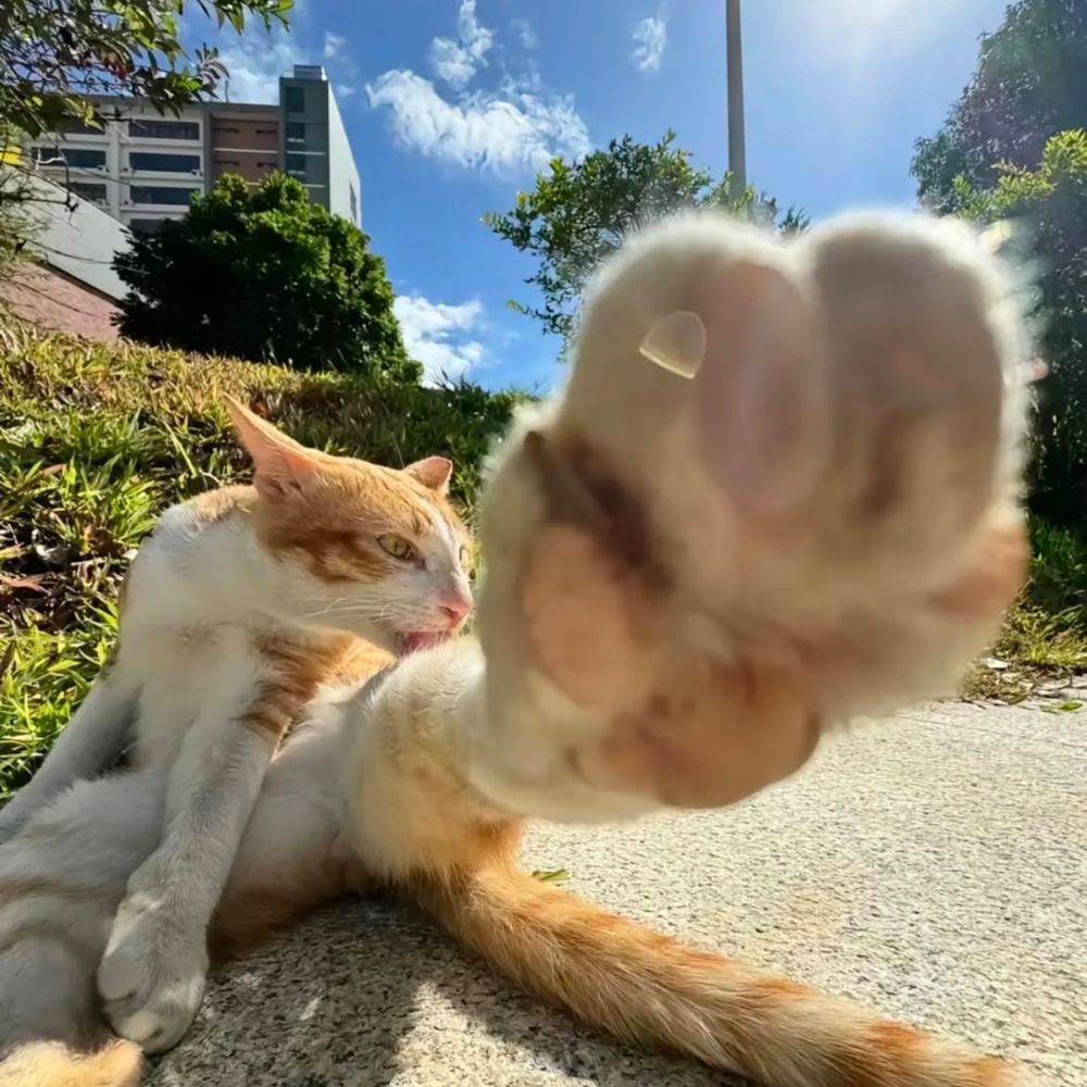 a photo of a ginger and white cat sitting on a sidewalk under a sunny blue sky. the cat is mid-grooming, licking its leg while its paw is stretched toward the camera, making the paw look huge