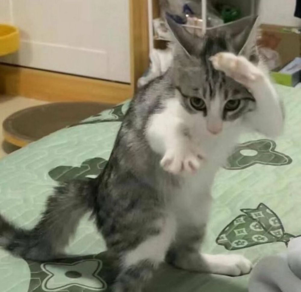 a gray and white tabby cat stands upright on its hind legs atop a green-patterned bed, striking a dramatic pose with one paw raised to its forehead