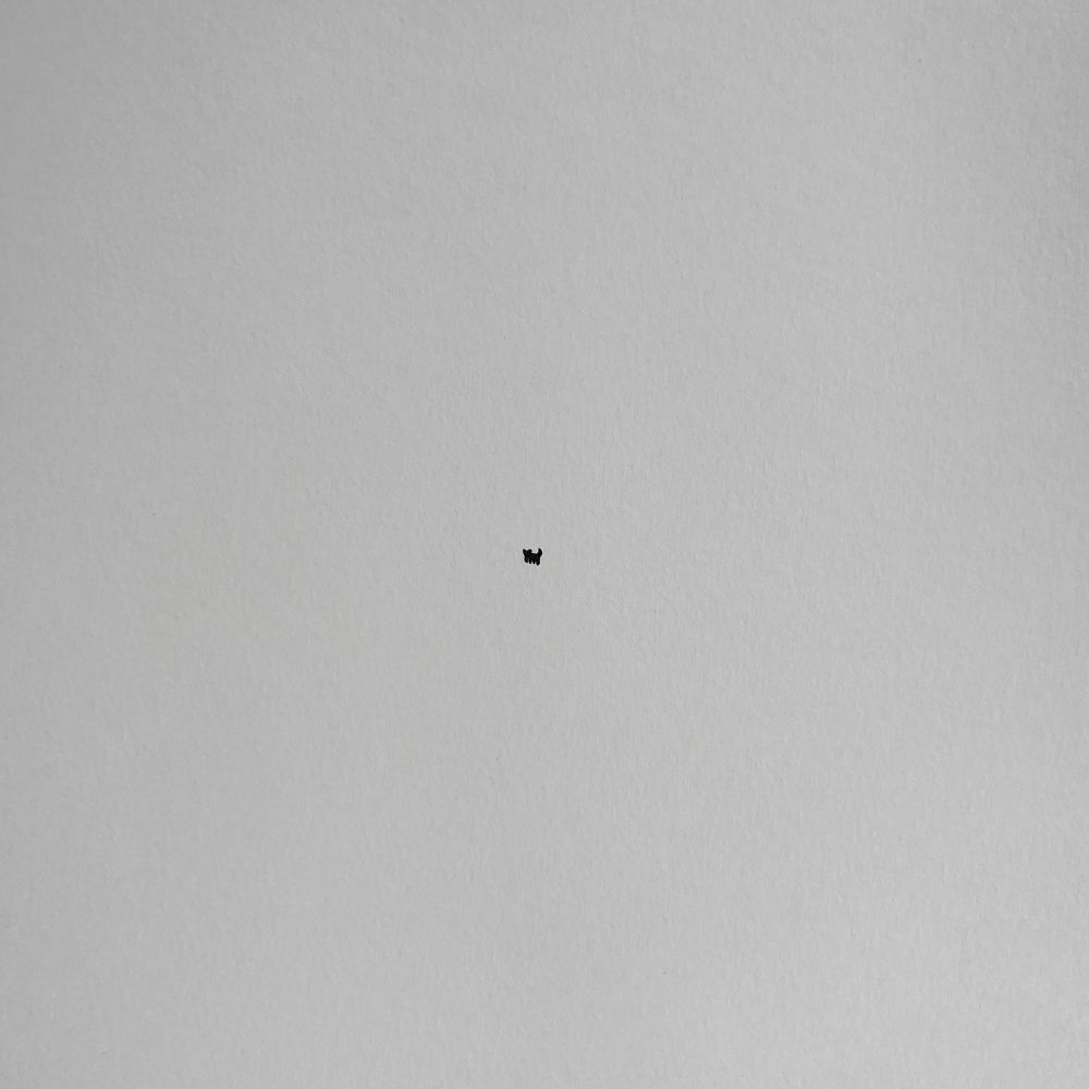 a very tiny cat that looks like a tiny black dot