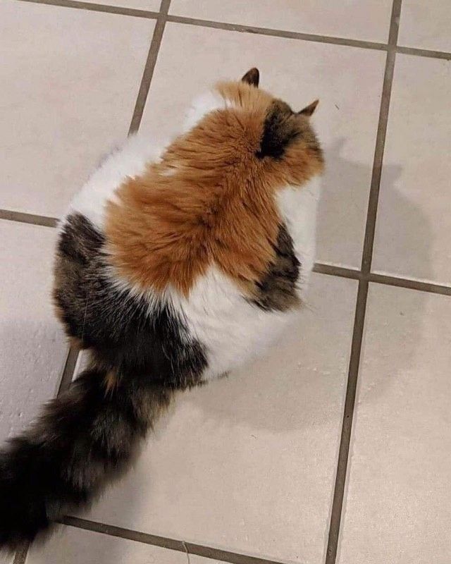 a very round calico cat