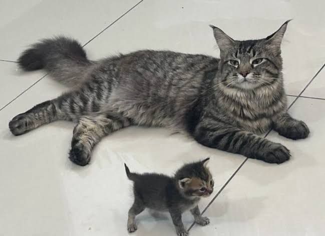 a large, relaxed tabby cat lying comfortably on a tiled floor. in front of her, a very tiny kitten stands facing sideways but looking up, with its back arched, tiny legs stiff, and fur puffed up. the kitten’s stance is very pointy