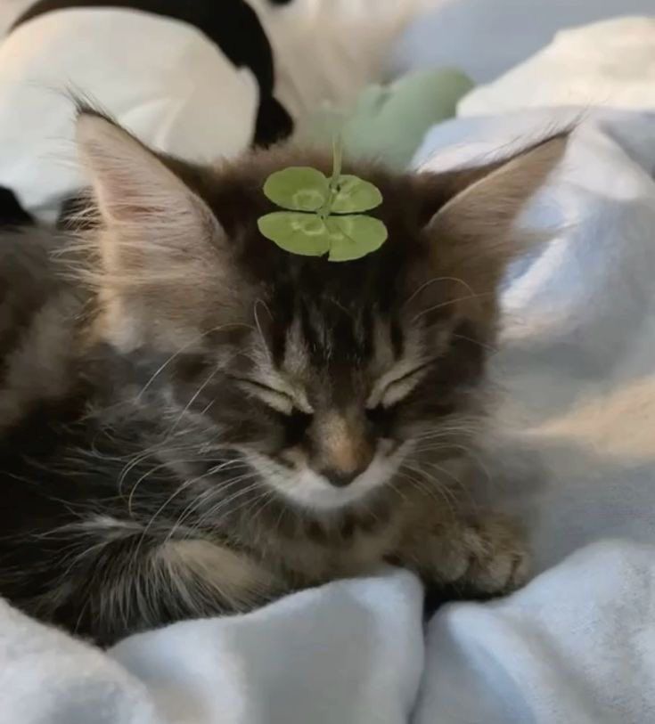 a pic of a fluffy tabby kitten with its eyes closed, lying on soft, light-colored blankets. a four-leaf clover is gently placed on its head