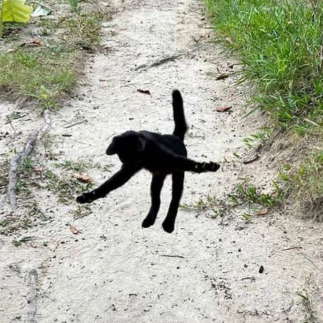 the image that inspired the drawing: a black cat, looking like a shadow mid kung fu move, ready to join the fight