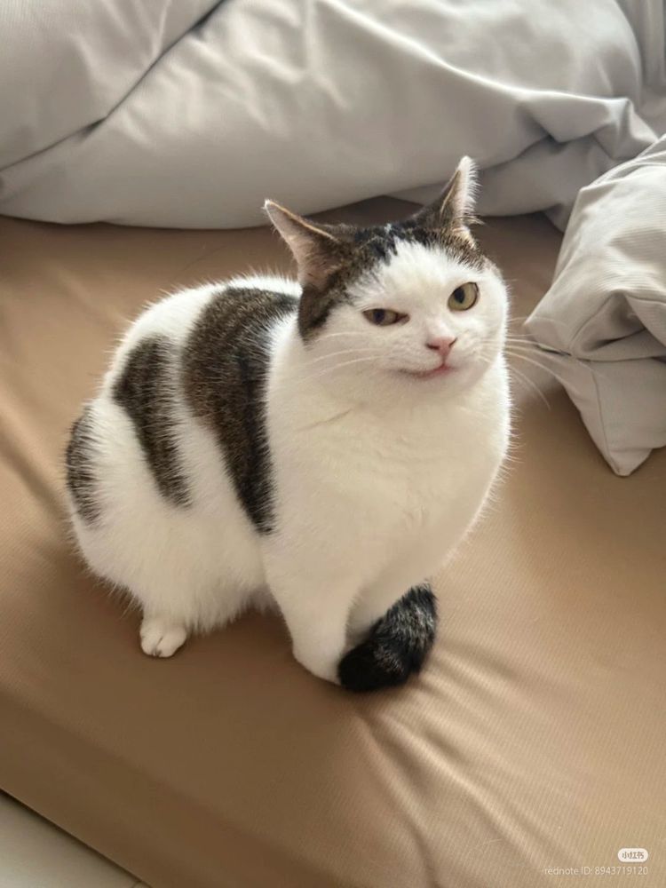 a cat with white fur and dark tabby patches, sitting on a bed. the cat’s face shows a smirking, almost sarcastic expression, with narrowed eyes and a crooked little smile. looking like it knows something you don’t…