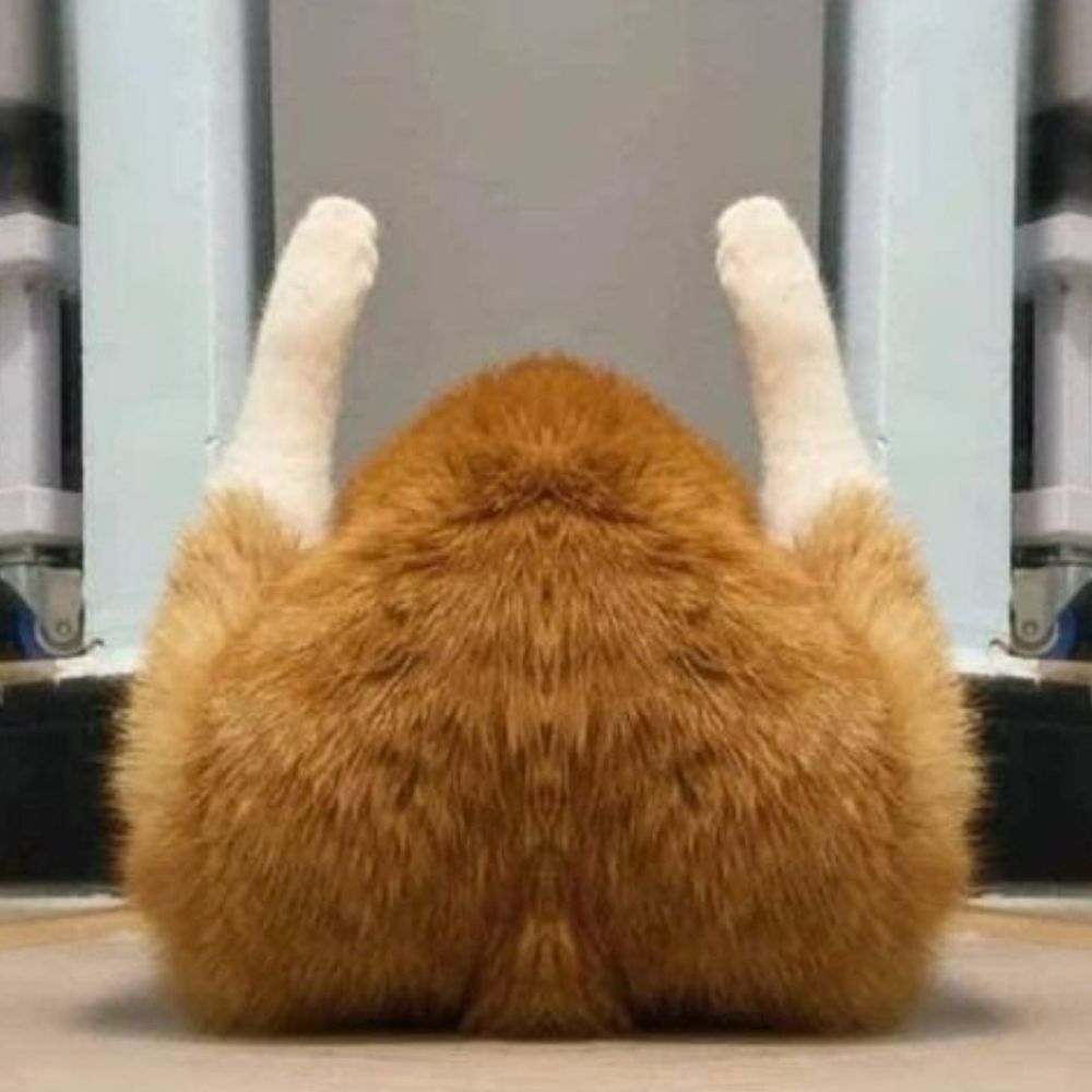 the picture that inspired the drawing is of an orange cat with white paws. it appears that the image was mirrored, making the cat look like a turkey with its paws up