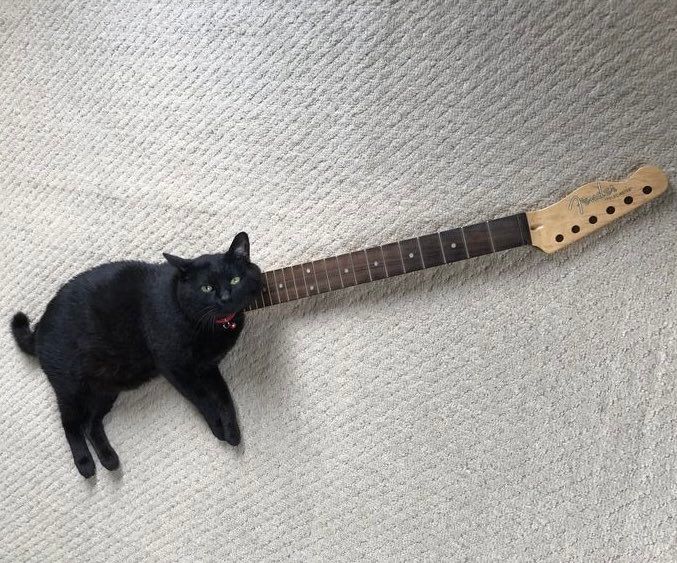 a black cat lies in a position that a guitar placed under it appears to extend from the cat's neck, making the cat look like a guitar body